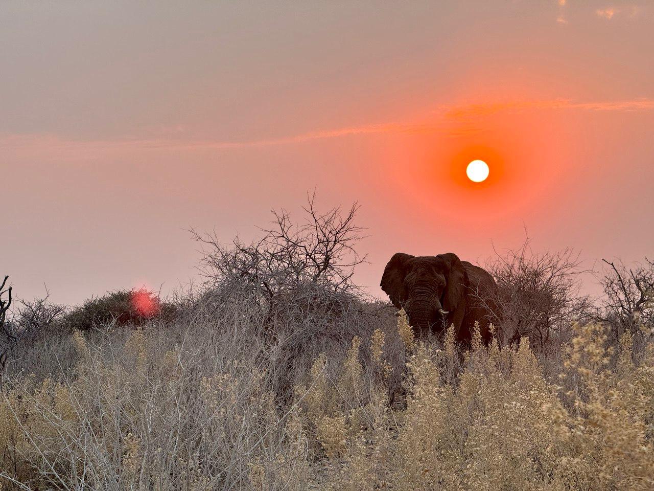 Elephant at sunset in the Namibian bush