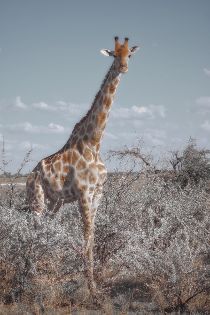 Kian, Inside Namibia