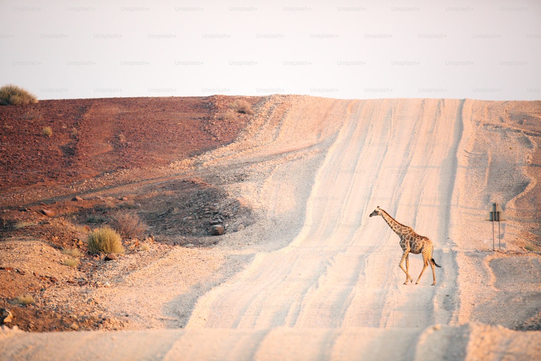 Eine Giraffe in der Palmwag-Konzession, Namibia