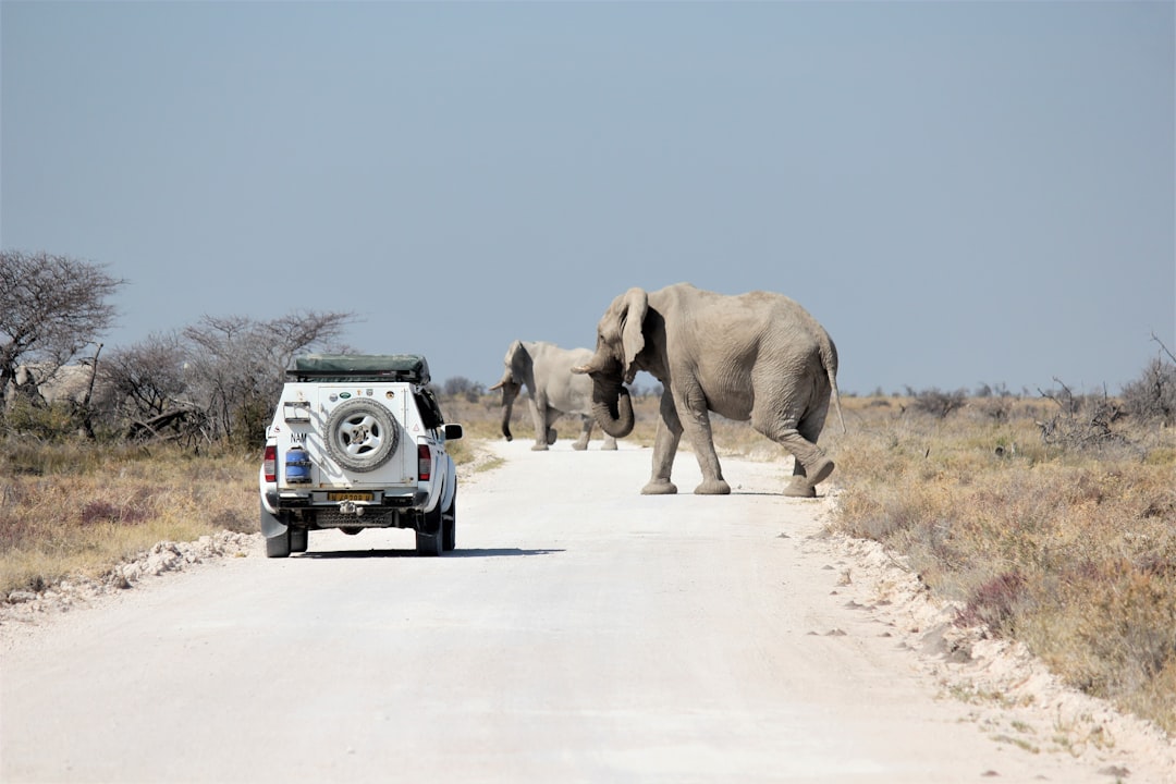 Elephants walking on a road during daytime